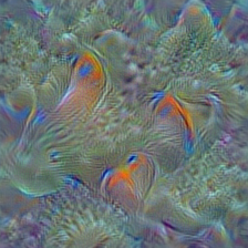 n02607072 anemone fish